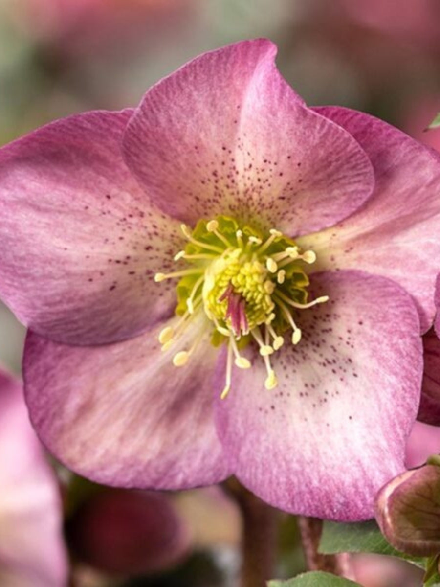 Hellebore Ice N' Roses 'Pink Promise' 1G